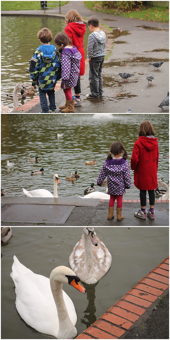 Watching the swans