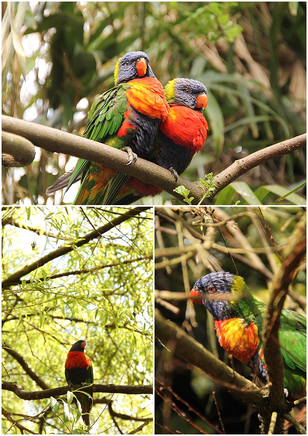 Lorikeets