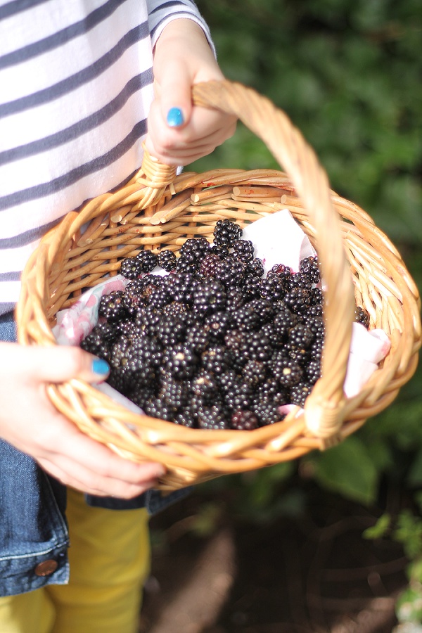 Blackberry Picking